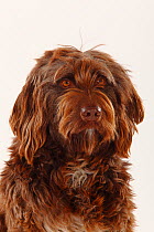 Mixed Breed Dog, brown long haired, head portrait sititing
