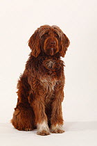 Mixed Breed Dog, brown long haired, portrait sititing
