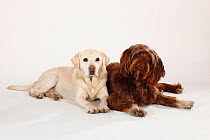 Golden Labrador Retriever, aged 12 years and Mixed Breed Dog, brown long haired, lying together
