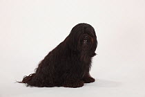 Tibetan Terrier, black coated, portrait sitting
