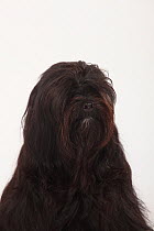 Tibetan Terrier, black coated, head portrait sitting