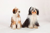 Tibetan Terrier with puppy, aged 4 months, double portrait, sitting