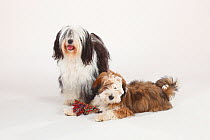 Tibetan Terrier with puppy, aged 4 months, double portrait