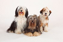 Tibetan Terriers, two adults with with puppy, aged 4 months, group portrait sitting