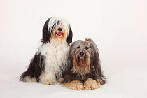 Two Tibetan Terriers, double portrait sitting together