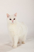 British Shorthair Cat, portrait of tomcat standing, white coated with blue-eyes