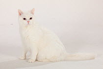 British Shorthair Cat, portrait of tomcat standing, white coated with blue-eyes