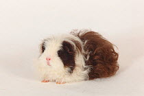 Texel Guinea Pig, choco-white long haired, portrait