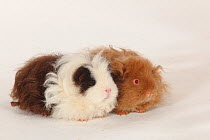 Double portrait of Texel Guinea Pig, choco-white long haired, and Lunkarya Guinea Pig, with pink eyes