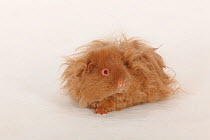 Lunkarya Guinea Pig, long haired with pink eyes