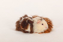 Two Texel Guinea Pigs, choco-white and choco-red-white long haired