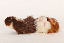 Two Texel Guinea Pigs, choco-white and choco-red-white long haired