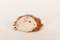 Texel Guinea Pig, choco-red-white, long haired