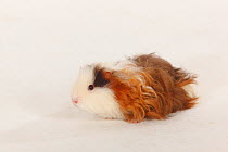 Texel Guinea Pig, choco-red-white, long haired