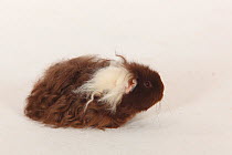 Texel Guinea Pig, choco-white, long haired