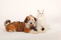 Group portrait of Tibetan Terrier, puppy, aged 4 months, with Texel Guinea Pig, choco-white long haired, and British Shorthair Cat, tomcat, white coated with blue eyes