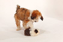 Tibetan Terrier, puppy aged 4 months, playing with  Texel Guinea Pig, choco-white long haired