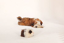 Tibetan Terrier, puppy aged 4 months, playing with  Texel Guinea Pig, choco-white long haired