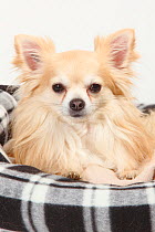 Chihuahua, long haired, head portrait, sitting in dog basket