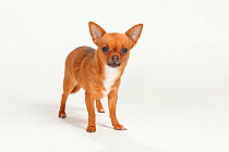 Chihuahua, smooth haired, portrait standing