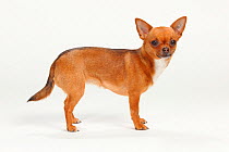 Chihuahua, smooth haired, portrait standing in show-stack posture