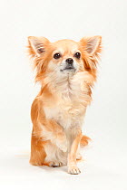 Chihuahua, long haired, portrait sitting with one paw raised
