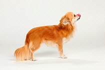 Chihuahua, long haired, portrait standing in show stack posture, licking lips