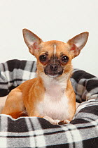 Chihuahua, smooth haired, portrait sitting in dog basket