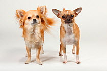 Two Chihuahuas, smooth haired and long haired, standing together