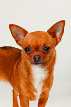 Chihuahua, smooth haired, head portrait standing