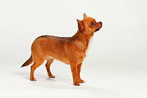 Chihuahua, smooth haired, standing in show-stack posture