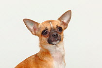 Chihuahua, smooth haired, head portrait sitting