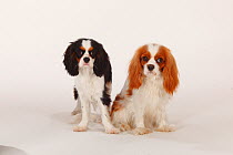 Cavalier King Charles Spaniel, portrait of bitch, blenheim coated, and puppy aged 7 months, tricoloured