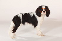 Cavalier King Charles Spaniel, portrait of juvenile bitch, aged, 7 months, tricoloured, standing in show-stack posture