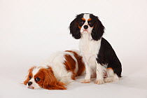 Cavalier King Charles Spaniel, double portrait of bitch blenheim coated, and juvenile bitch, aged, 7 months, tricoloured