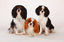 Three Cavalier King Charles Spaniel, two adults, blenheim and tricoloured coated, with juvenile bitch, aged, 7 months, tricoloured
