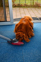 Cavalier King Charles Spaniel, ruby coated, attacking vacuum cleaner