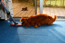 Cavalier King Charles Spaniel, ruby coated, attacking vacuum cleaner