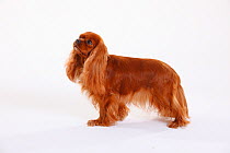 Cavalier King Charles Spaniel, ruby coated, standing in show-stack posture