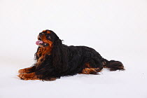 Cavalier King Charles Spaniel, black-and-tan coated, portrait lying down, panting