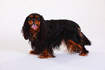 Cavalier King Charles Spaniel, black-and-tan coated, standing in show-stack posture, panting