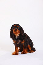 Cavalier King Charles Spaniel, black-and-tan coated, portrait of puppy aged 8 months