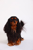 Cavalier King Charles Spaniel, black-and-tan coated, portrait sitting