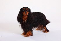 Cavalier King Charles Spaniel, black-and-tan coated, portrait standing in show-stack posture