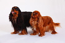Two Cavalier King Charles Spaniels, double portrait standing together, black-and-tan and ruby coated
