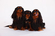 Two adult Cavalier King Charles Spaniels, sitting with puppy aged 8 months, black and tan coated