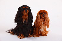 Two Cavalier King Charles Spaniels, sitting together, black-and-tan and ruby coated