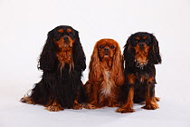 Three Cavalier King Charles Spaniels, sitting together, black-and-tan and ruby coated
