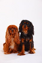 Cavalier King Charles Spaniels, ruby coated, sitting with black-and-tan puppy aged 8 months