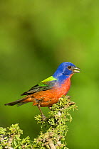 Painted Bunting (Passerina ciris) male perched on branch, Rio Grande Valley, Texas, USA, June